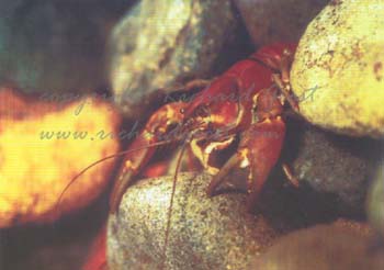 pc-crayfish